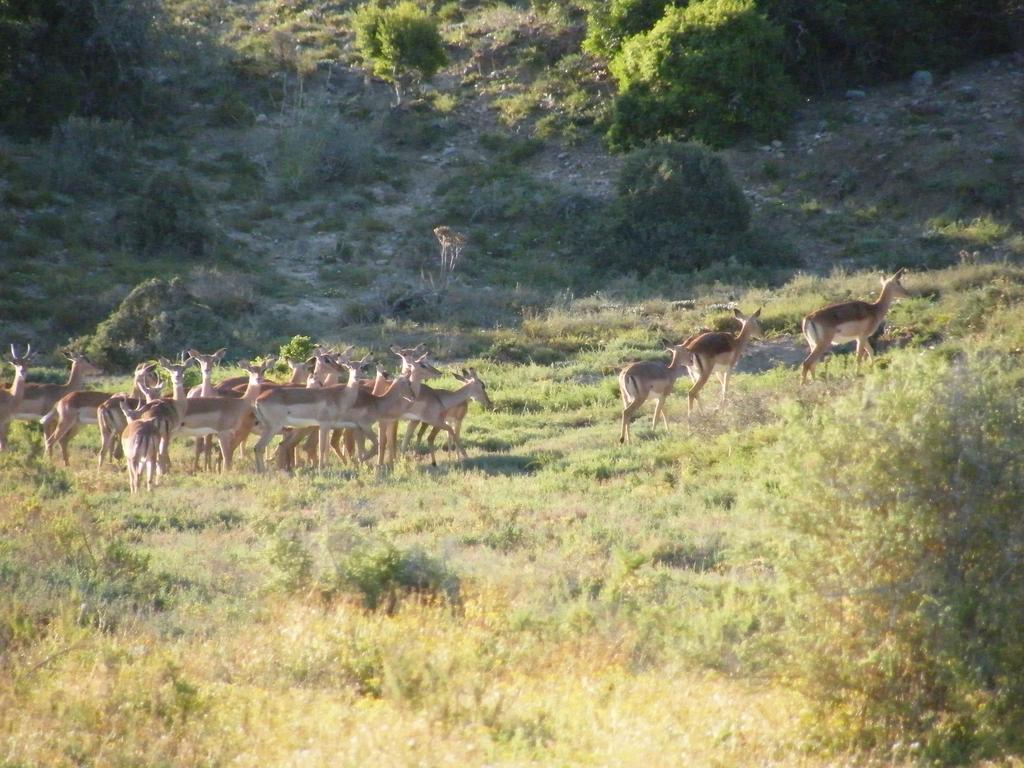 Kudu Ridge Game Addo
