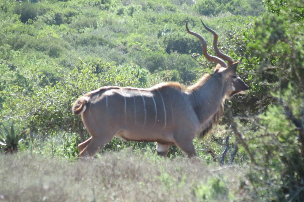 Kudu Ridge Game Lodge Addo