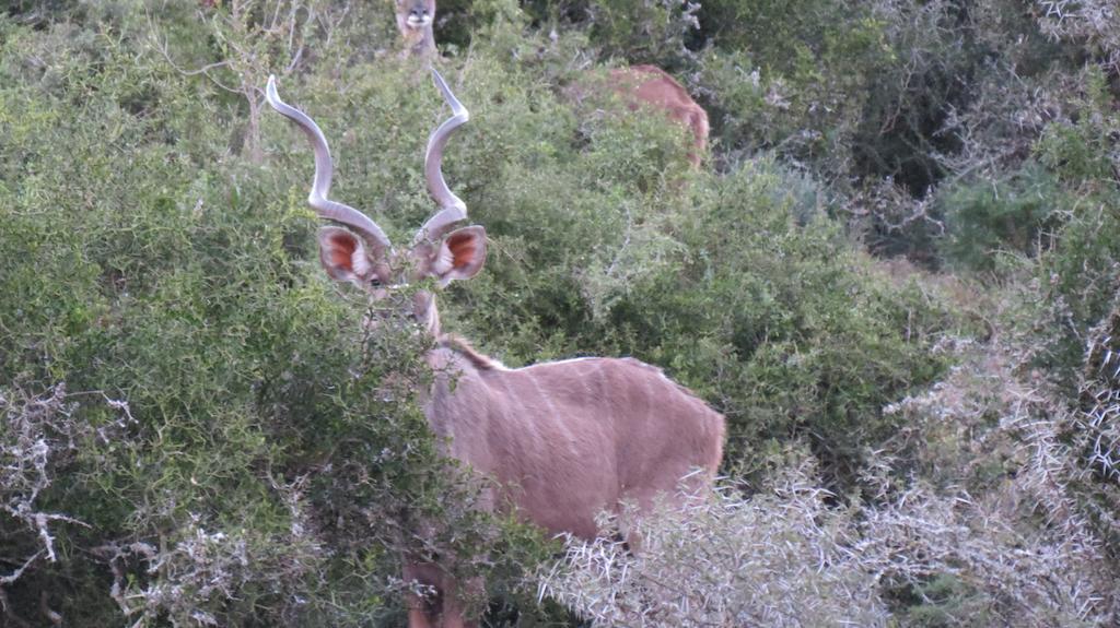 Kudu Ridge Game Lodge *