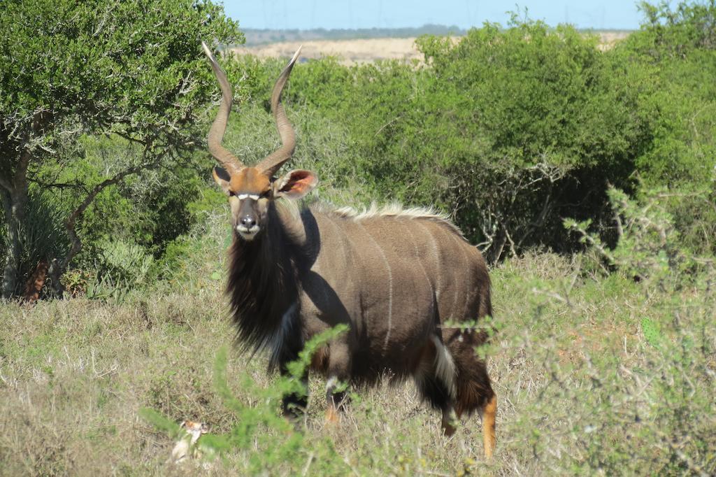 Kudu Ridge Game *