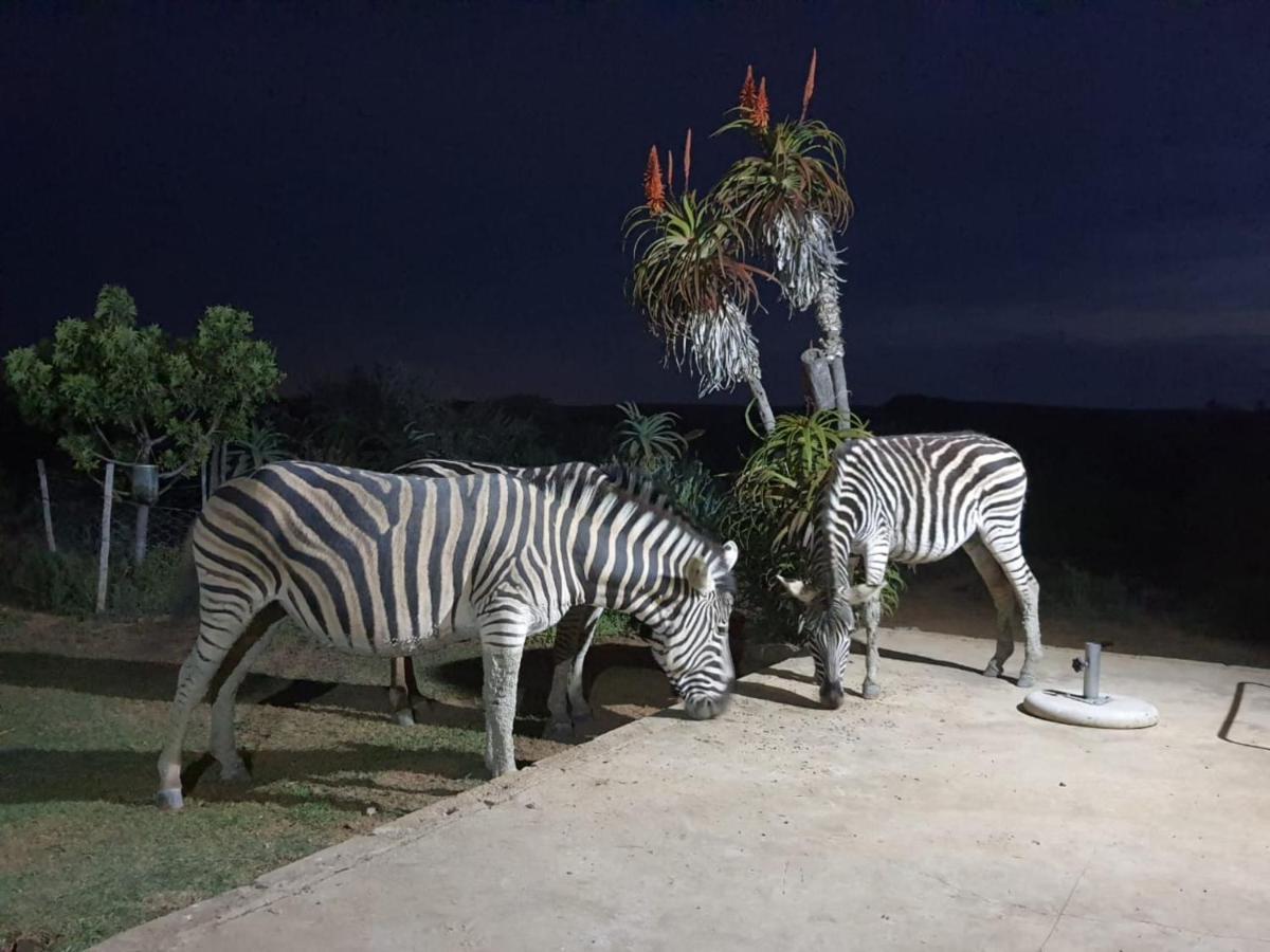 Kudu Ridge Game * Addo