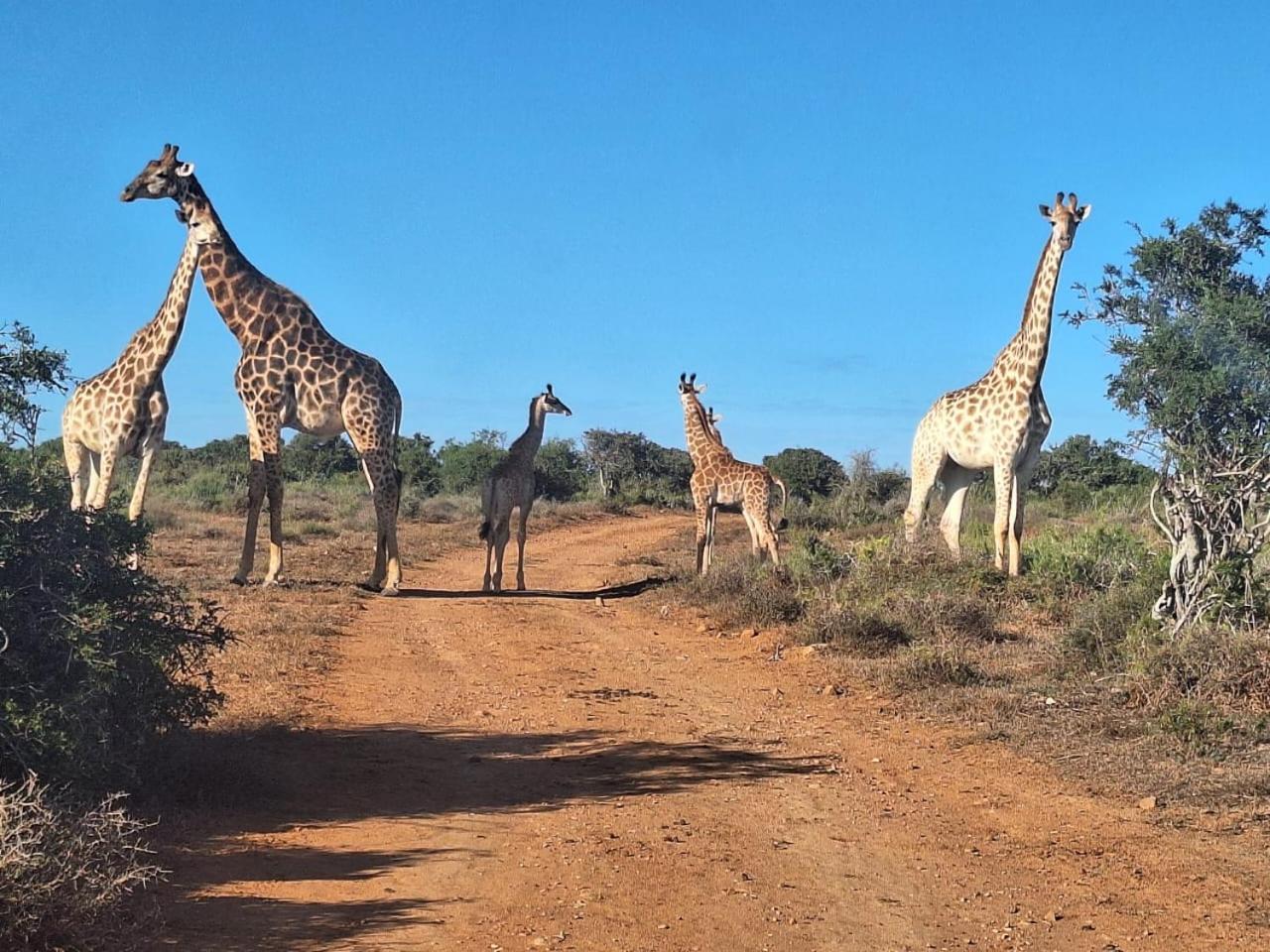 Kudu Ridge Game Lodge *