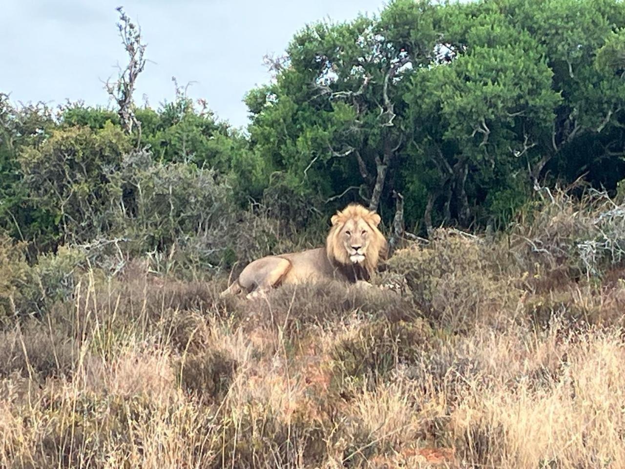 Lodge Kudu Ridge Game Addo