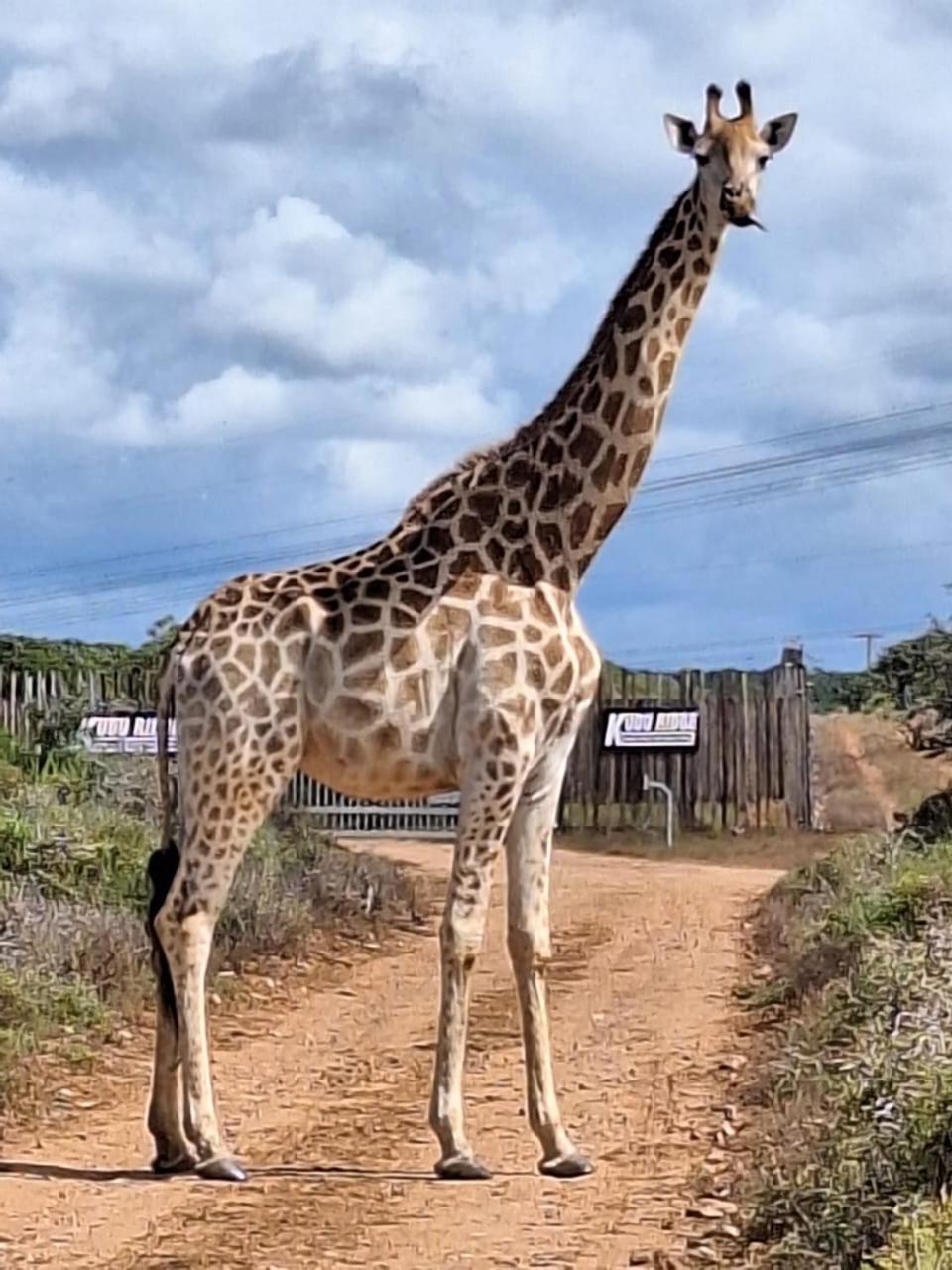 Kudu Ridge Game Lodge