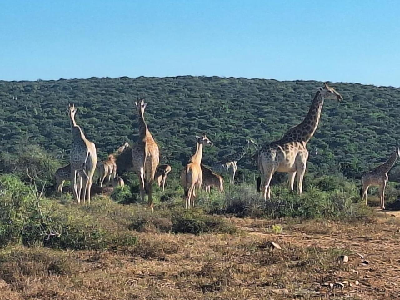 Kudu Ridge Game