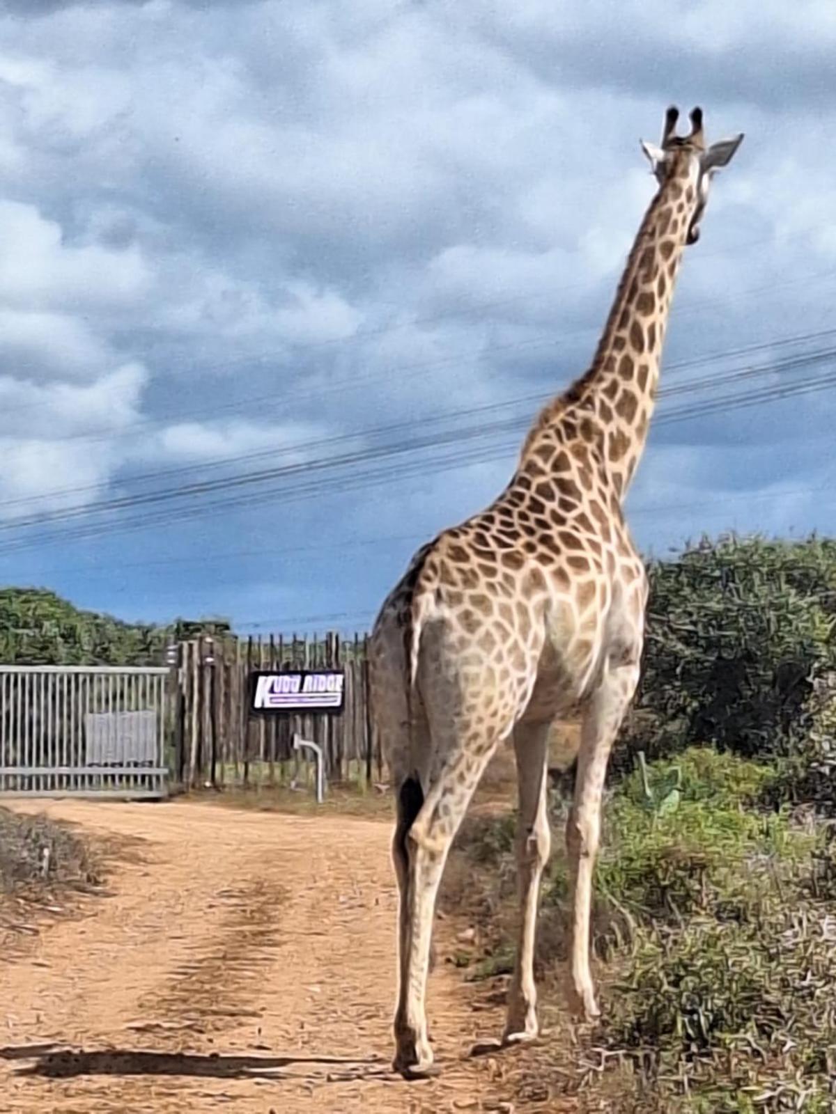 Kudu Ridge Game Lodge *