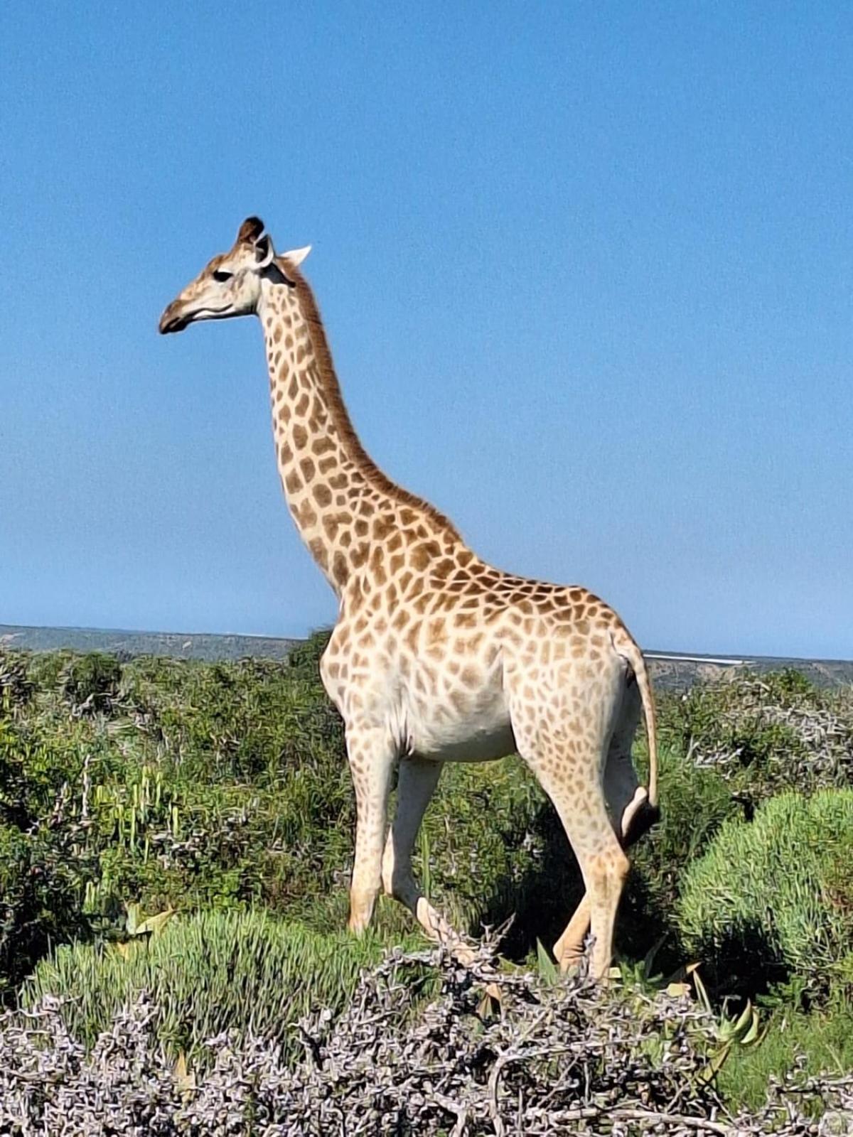 Kudu Ridge Game Addo