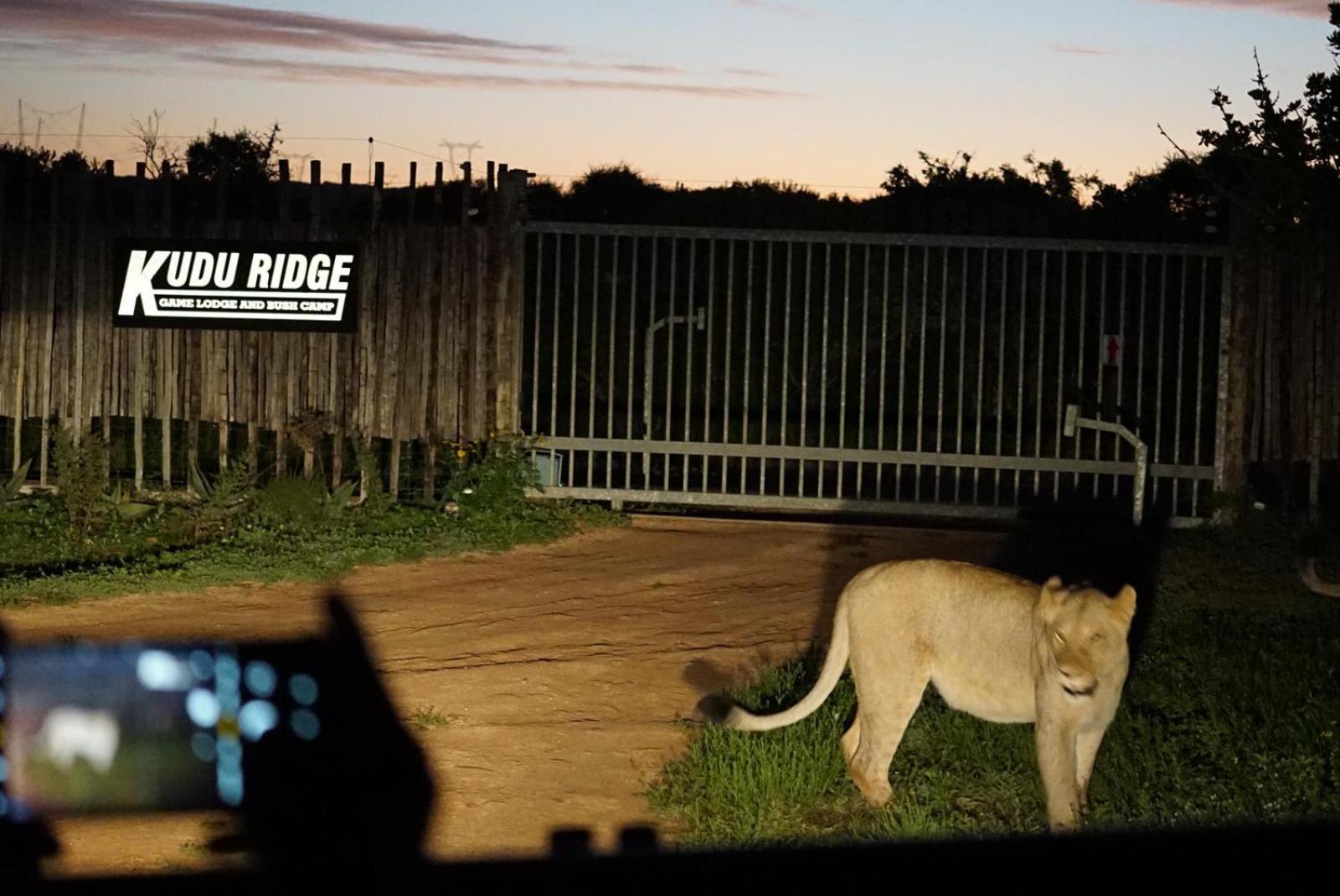 Lodge Kudu Ridge Game *