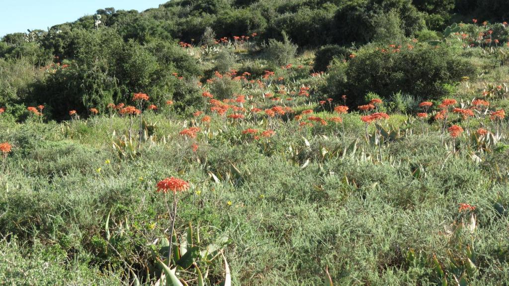 Lodge Kudu Ridge Game Addo