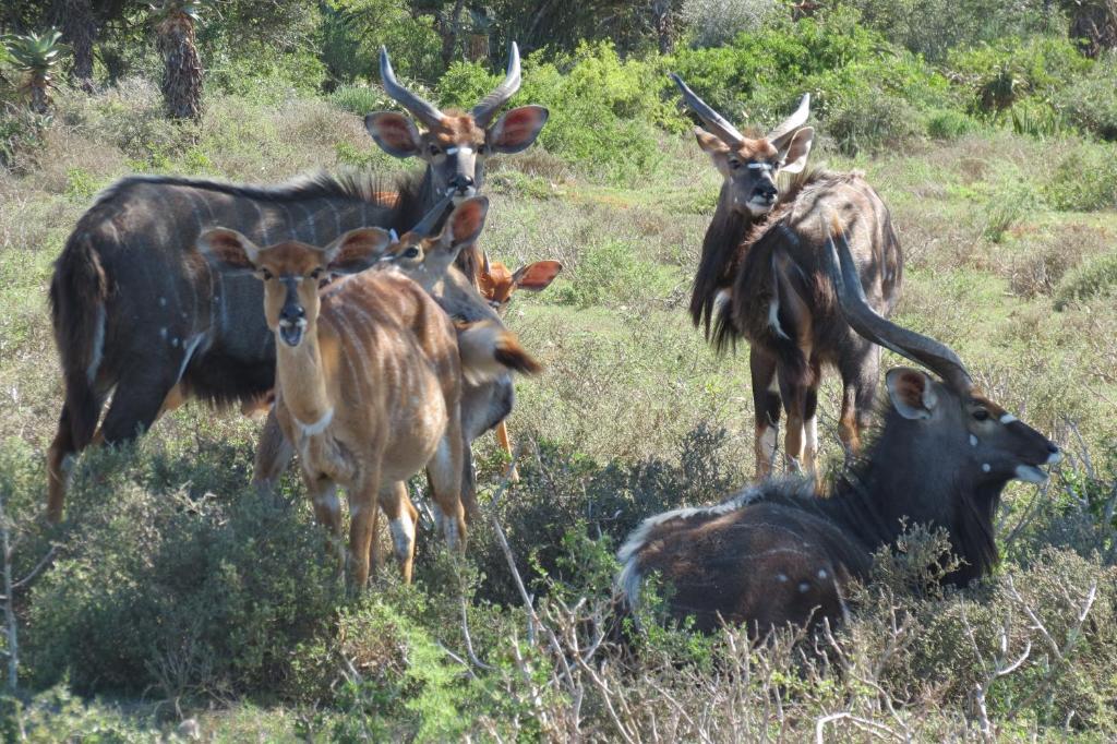 Kudu Ridge Game Lodge Addo