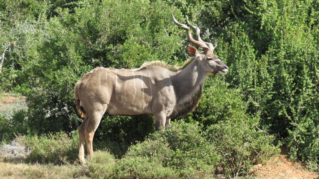 Kudu Ridge Game *